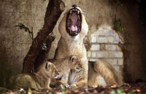 Roaring Lion and Cubs