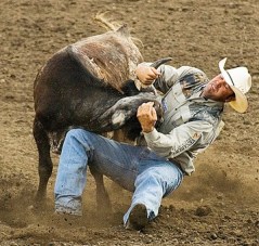 Bull Wrestling euro-webonlin