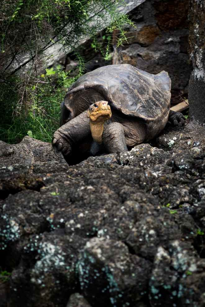 tortoise on rock